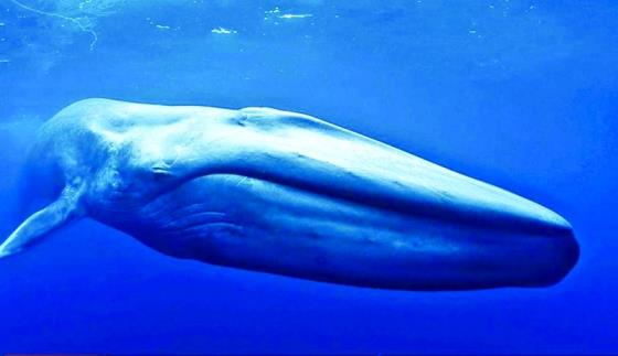 1041 الحوت الازرق1