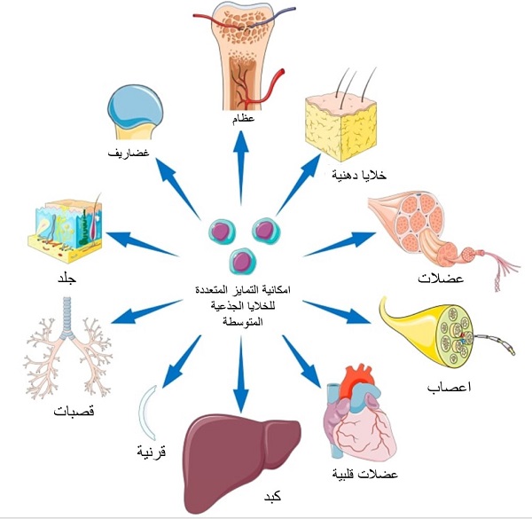 3476 الخلايا الجذعية