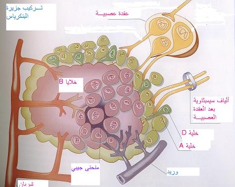 آف تـان في مرض السك ـر النوع الثاني فرط الإنسـولين والهيموغلوبيـن المتسـك ـر